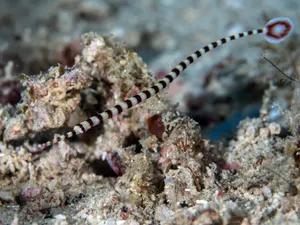 Banded Pipefish Camouflagedon Seabed Wallpaper