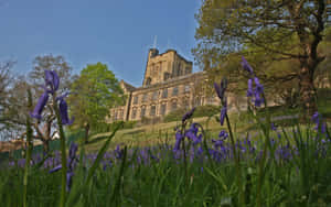 Bangor University Springtime Bluebells Wallpaper