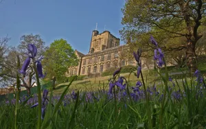 Bangor University Springtime Bluebells Wallpaper