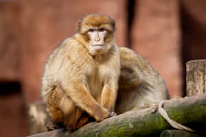 Barbary Macaque Sittingon Log Wallpaper