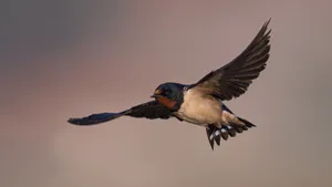 Barn Swallow In Flight.jpg Wallpaper