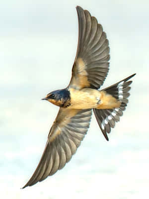 Barn Swallow In Flight.jpg Wallpaper