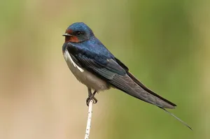 Barn Swallow Perched Wallpaper