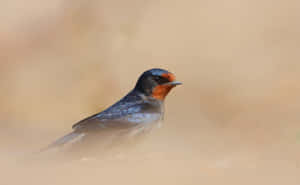 Barn Swallow Portrait Wallpaper