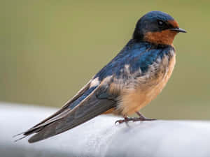 Barn Swallow Resting Wallpaper