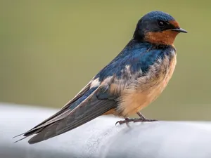 Barn Swallow Resting Wallpaper