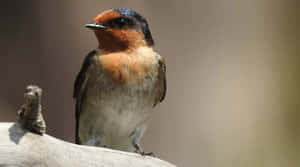 Barn Swallow Restingon Branch Wallpaper