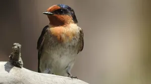 Barn Swallow Restingon Branch Wallpaper