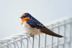 Barn Swallow Restingon Fence Wallpaper