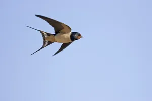 Barn Swallowin Flight.jpg Wallpaper