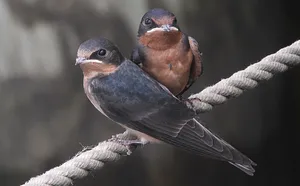 Barn Swallows Restingon Rope Wallpaper