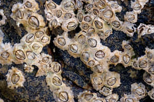 Barnacle Encrusted Rock Texture Wallpaper