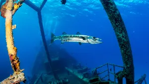 Barracuda Swimming Near Shipwreck Wallpaper