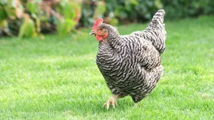 Barred Plymouth Rock Hen Grazing Wallpaper