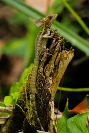 Basilisk Lizard On Tree Stump Wallpaper