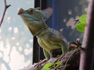 Basilisk Lizard Perchedon Branch Wallpaper