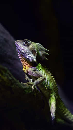 Basilisk_ Lizard_ Posing_ Vertically.jpg Wallpaper