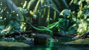 Basilisk_ Lizard_ Running_on_ Water.jpg Wallpaper