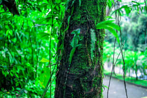 Basilisk Lizardin Rainforest Habitat Wallpaper