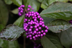 Bask In The Beauty Of Purple Berries Wallpaper