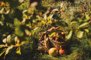 Basket Of Rustic Fall Apples Wallpaper