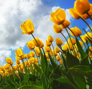 Be At One With Nature This Spring With Your Ipad Wallpaper