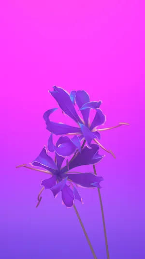 Be Bold In Purple With Iphone 11 Wallpaper