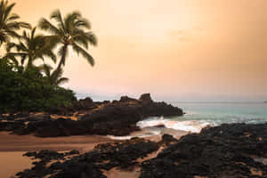 Beach Palm Hawaii Aesthetic Wallpaper