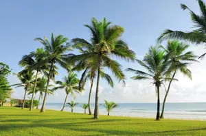 Beach Palm Trees 2000 X 1331 Wallpaper Wallpaper