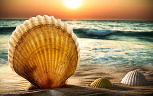 Beach Sunset With Shells Wallpaper