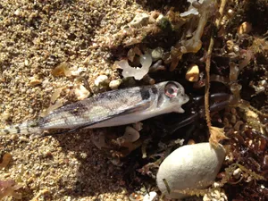 Beached Flying Gurnard Wallpaper