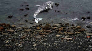 Beached Gray Whale Carcass Wallpaper