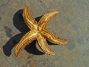 Beached Starfish Sandy Shore.jpg Wallpaper