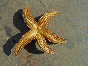 Beached Starfish Sandy Shore.jpg Wallpaper