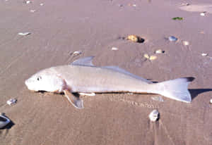 Beached Whiting Fish Wallpaper