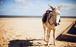 Beachside Mulewith Saddle Wallpaper