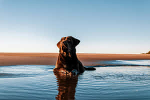 Beachside Relaxing Dog Wallpaper