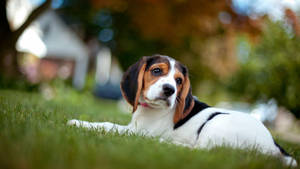 Beagle Dog On Grass Selective Focus Wallpaper