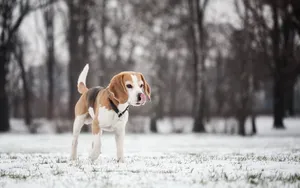Beagle Dog Walking On Snow Wallpaper