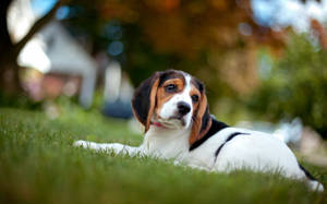 Beagle Puppy Lying On Grass Wallpaper