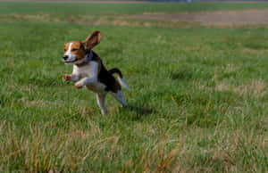 Beagle Runningin Field.jpg Wallpaper