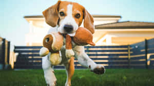 Beagle With Stuffed Toy Dog Wallpaper