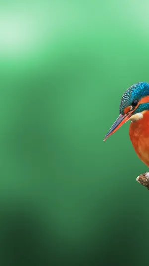 Beak Of A Kingfisher Bird Iphone Image Wallpaper