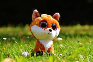 Beanie Boos Fox On The Grass Wallpaper