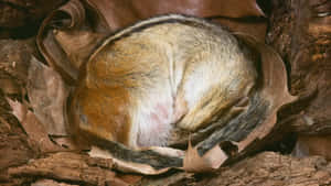 Bear Hibernating In A Cozy Den Wallpaper