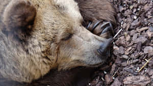 Bear Hibernating In A Snowy Forest Cave Wallpaper