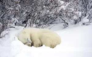 Bear Hibernating In Cozy Cave During Winter Season Wallpaper