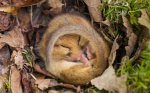 Bear Hibernating In Its Den During Winter Wallpaper