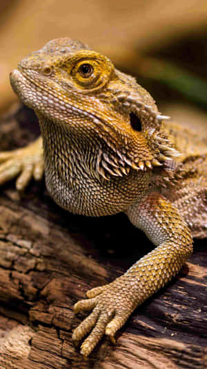 Bearded Dragon Close Up Wallpaper