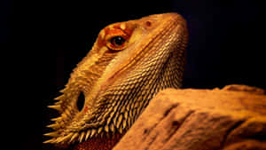 Bearded Dragon Close Up Wallpaper